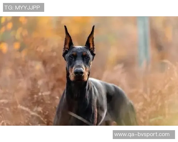 红军标王伊萨克状态回暖自信满满称现在下结论还为时尚早 红军标王伊萨克状态回暖自信满满称现在下结论还为时尚早